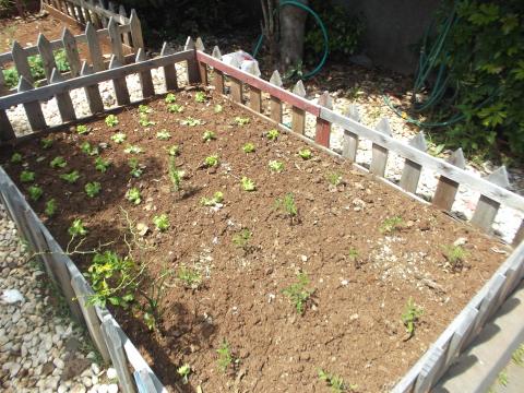 O grupo dos mosqueteiros limparam o canteiro que estava repleto de ervas e deram-lhe vida e organização com tomateiros e alfaces.